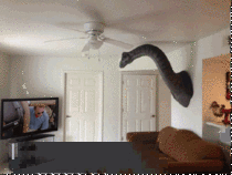 Everyones reaction when they walk in my apartment and they see I have a Brontosaurus head mounted on my wall