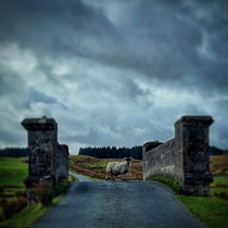 Ewe shall not pass