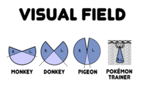 Example of Visual Field