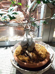 Extra T H I C C bonsai Its a bumsai