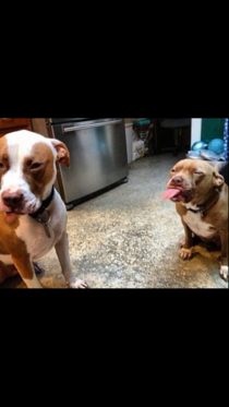 Extreme pitbull fighting