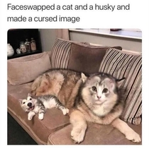 Face swap between cat and dog