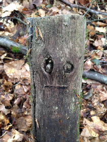Faces of the forest