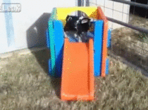 Fainting goat tries the slide