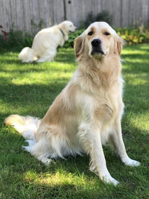 Family Friends dog poses for picture while my dog poops in background