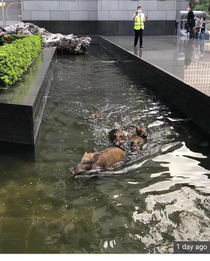 Family of wild boars causally swimming in the banking district