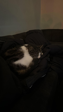 Famous local cat Bosse strolled into the bar and claimed my jacket as a bed and I an now stuck here AMA