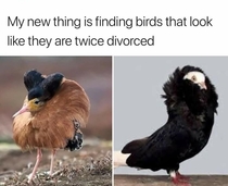 Fancy Fowl