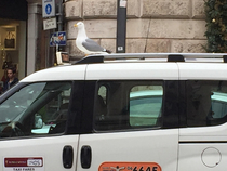 Fare free ride for a clever seagull