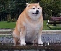 Fat Doge