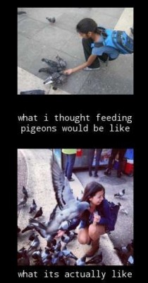 Feeding Pigeons