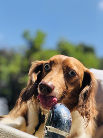 Fergus drinks water