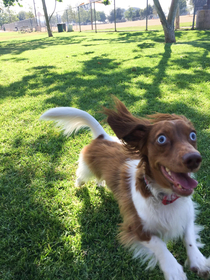 Fergus running excitedly