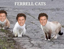 Ferrell cats