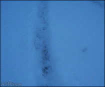 Ferret makes snow tracks