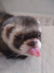 Ferrets are the best pets and I want one not mine