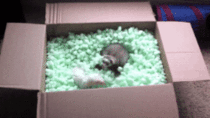 Ferrets equivalent to a ball pit