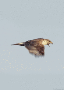 Ferruginous Hawk Flying 