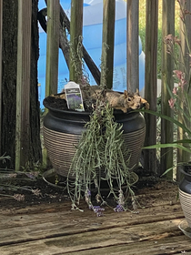 Figured out why my Lavender wasnt thriving