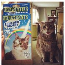 Finally found one of these Clearly my cat loves it just like the box said she would