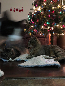 Finally got a shot with all  cats under the Christmas tree