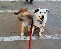 Finally got the puppy to pose for a picture with my older guy