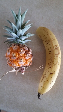 Finally harvested the pineapple we have been growing for three years Banana for scale