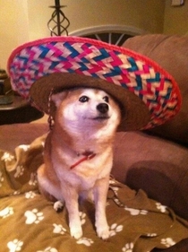 finally ready to celebrate Cinco de Mayo realize its a day late