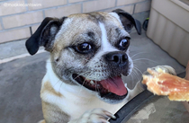 Find someone who looks at you the way Mookie looks at chicken treats