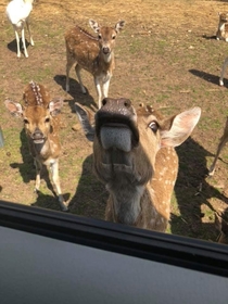 Find you a man who looks at you the way this deer does