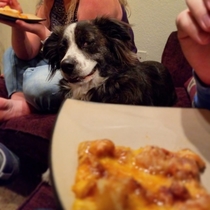 Find yourself someone who looks at you like this dog looks at pizza