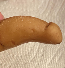 Fingerling potato or Dingaling potato