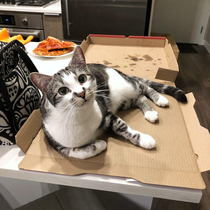 Finn found a loophole to the no paws on the counter rule