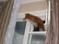 Firefox Windows has been successfully installed