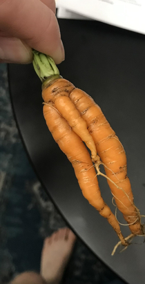 First carrot of the season