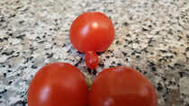 First hybrid tomatoes of this year picked from our garden