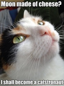 First paw on the moon