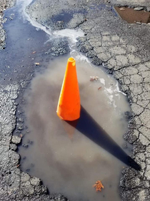 First sign of Spring- The NJ state flower is popping up