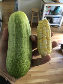First time growing corn home-grown cucumber for reference