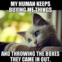First world kitty problems