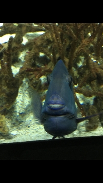 Fish smiled at my mom at the Baltimore aquarium