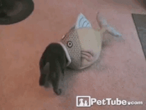Fish swallowing a cat