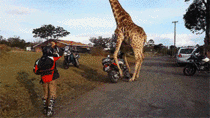 FIXED Giraffe on motorcycle