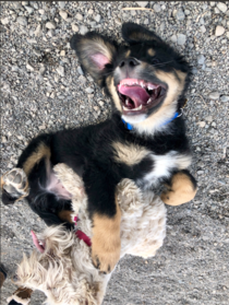 Flipped this pupper picture I took upside down to get a goofy smile