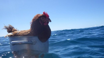 floating chicken