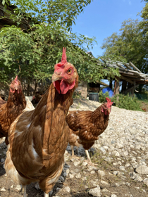 Flocks of chicken always look like the are Going to drop the hottest album of the year