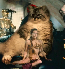 Floofy the Hutt family cat  photoshop He sits like this all the time