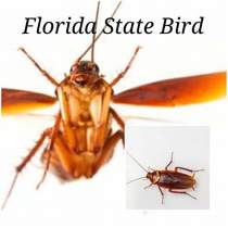 Florida state bird