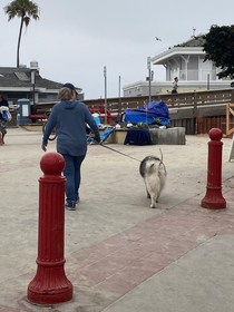 Fluffy dogs rat tail 