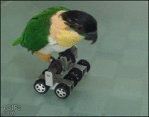 Flying is for the birds - Im a skater